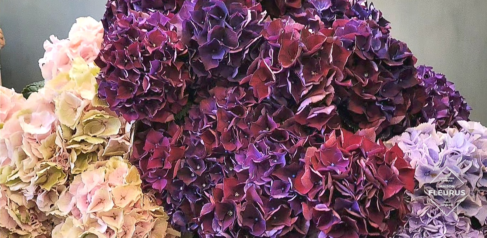 Arrivage d'hortensias Maison Fleurus, dégradé prune, rose et lavande